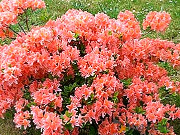 Japonský Azalea (Rhododendron): Práce spojené so zakladaním a údržbou, fotografie a prístrešie na zimu