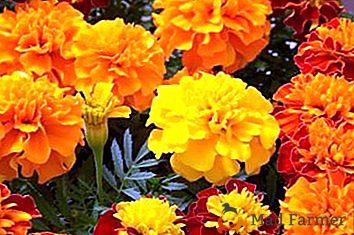 Marigold: rośnie i pielęgnuje. Jak zachować piękny kwiat?