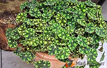 Begonia Bauer cu frunze de tigru - frumusețe și numai
