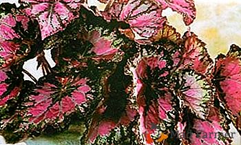 Begonia Royal - peculiarità della coltivazione delle begonie della regina