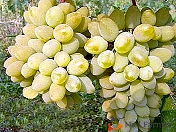 Híbrido branco ou rosa de pais eminentes - uma variedade de uvas "Timur"
