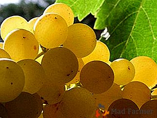 Бяло грозде Бианка - техническа класа с високи цени