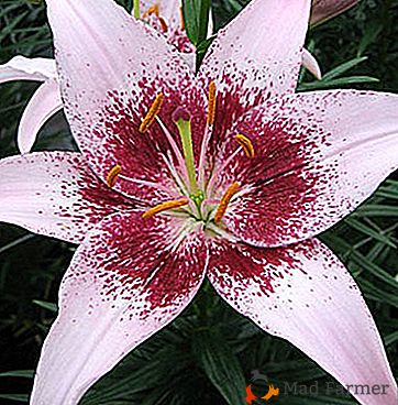 Planta perfeita floração - Asian Lily: foto e flor cuidados