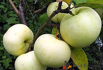 Variedad de manzana biológicamente valiosa - Phoenix Altaic