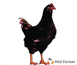 Бързо развиваща се и много продуктивна порода пилета Тетра