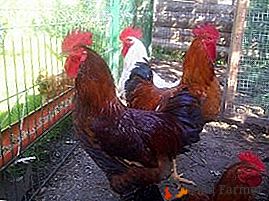 Rýchlo rastúce plemeno s dobrou svalovou hmotnosťou - maďarské kurčatá