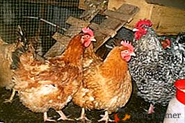 Rychle rostoucí kuřata s velkou svalovou hmotou - plemeno maďarského obra