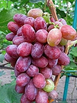 Plemenito, sladko in dišeče grozdje grozdja Monte Cristo