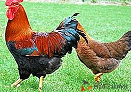 El luchador, la gallina ponedora y el cadáver de la carne - el pollo de la raza Veljmer