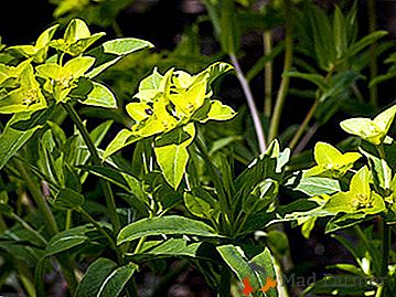 Bohatý na liečivé vlastnosti trvalka Euphorbia Pallas (koreň človeka)