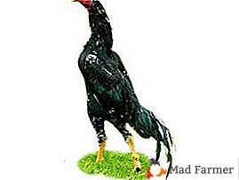 Boj kokoši z plenilskim videzom - pasma Shamo