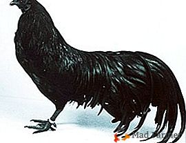 Espírito de Boytsovskiy abaixo de uma aparência bonita - galinhas da raça de Sumatra