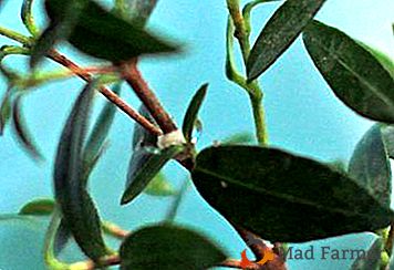 Maladies et ravageurs du myrte à feuilles persistantes: que faire si les feuilles sont flétries, tombent et se tordent?