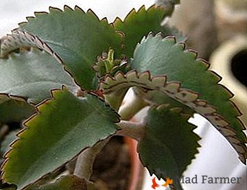 Bolezni Kalanchoeja - zdravimo rastlino pravilno