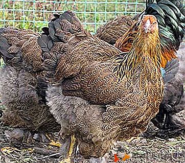 Poulets grands et robustes de race de viande - Kurapatchataya Brama
