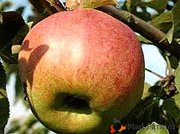 Големи добиви и вкусни плодове ще осигурят ябълково дърво "Molodyozhny"