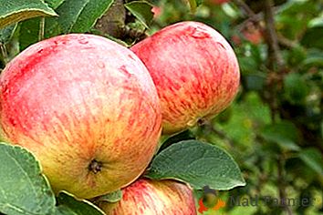 Borovinka - různé jablka, oblíbené v Rusku a v zahraničí