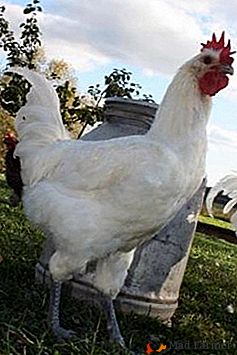 Brojlery nie są już potrzebne - gatunek kurczaków rasy Bress Gali