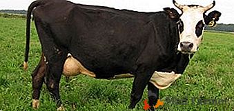 Burbot "rasă Yaroslavl" - unul dintre cei mai buni reprezentanți ai sectorului produselor lactate