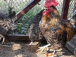 Cenné plemeno pro osobní a farmy - Migrula kuřata