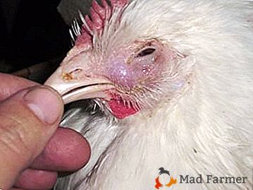 Често срещани очни заболявания при пилета. Симптоми и методи на лечение