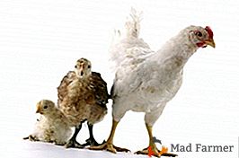 Cosa c'è di pericoloso nell'avitaminosi B2 nei polli e perché l'uccello cambia la sua andatura?