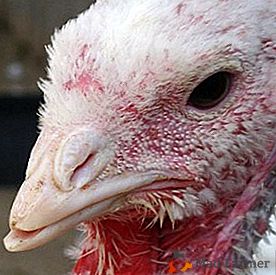 O que é perigoso canibalismo em galinhas e como não permitir a colocação de camadas?