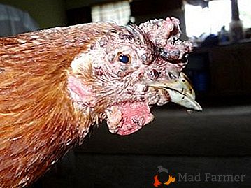 Care este pericolul de variolă pentru găini și ce trebuie să faceți în cazul în care boala lovește păsările dvs.?