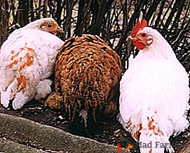 Qual è il pericolo di un uovo complicato depositato nei polli e come salvare gli uccelli dalla morte?