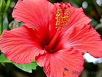De ce este util hibiscusul? Proprietăți, indicații, beneficii și prejudicii