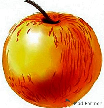 ¿Cuáles son las famosas manzanas del Sunsider? Información útil para jardineros