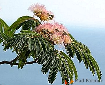 Unique en son genre Acacia Lenkoran ou de soie Albitius?