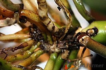 Црни лишће и корени орхидеја: зашто се то деси, и како се спречити?