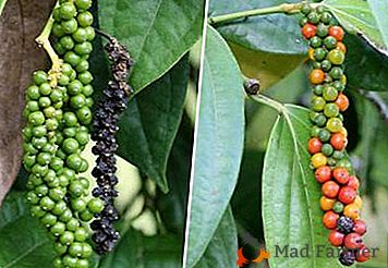 Crni papar: karakteristike uzgoja, kao i dobrobit i štetu popularnog začina