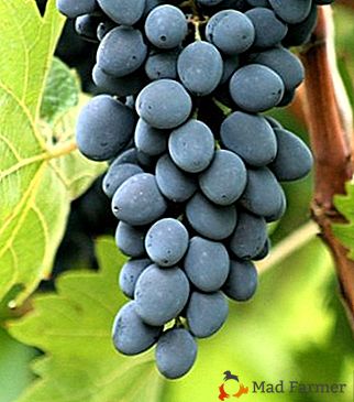Raisins noirs Moldavie: description de la variété, caractéristiques et photos