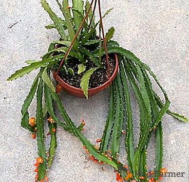 "Scaly" kaktus - Lepisium Kruciform