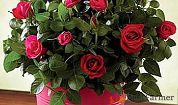 Kaj storiti, če so vaše najljubše vrtnice posajene z uši: nasveti za pridelovalce cvetja, da shranite rastline