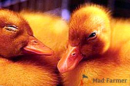 E se a cutícula das aves? Como curar a úlcera péptica?