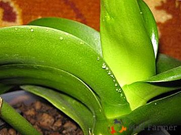 Que faire si phalaenopsis a des feuilles collantes? Leurs photos et recommandations pour le traitement des maladies