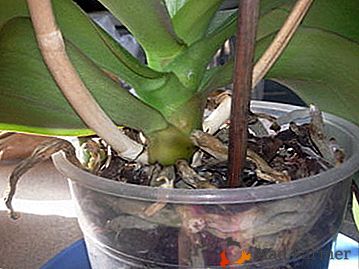 Ce se întâmplă dacă orhideea are un tulpină? Cauzele principale, consecințele și modalitățile de a le evita