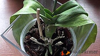 Шта ако орхидех смрди? Све о спасењу и могућим узроцима цветне болести