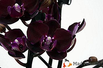 Що потрібно знати про орхідеї Каода, щоб забезпечити її цвітіння в домашніх умовах?
