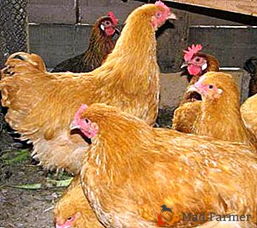 Quali sono i polli di Foxi Chick - razza o croce? Foto, descrizione e descrizione: recensioni del proprietario