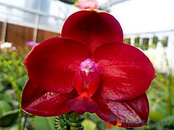 Какво трябва да знаете за бургундските орхидеи? История на развъждането, разнообразието, техните снимки и препоръки за грижи