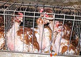 Qu'est-ce qu'une apterose et comment faire face à une violation de la fièvre chez les poulets?