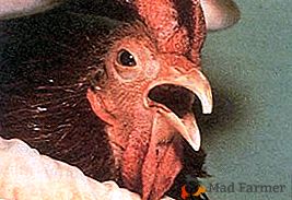 Kaj je infekciozni laringotraheitis piščancev in se lahko pozdravi?