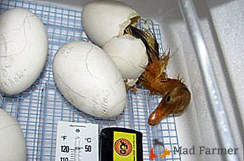 Quelle est l'incubation des oeufs Indotka et comment le conduire correctement?