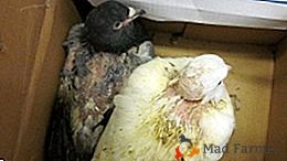 Qual é a sarna das aves, quem é o agente causador da doença e como tratá-la?