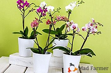 Jaký je pas rostliny orchideje a jaký je její použití pro květinářství?