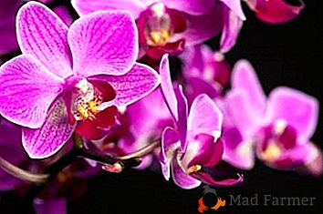 Kaj je roza orhideja, kako izgleda na fotografiji in kakšne so značilnosti sajenja, sajenja in skrbi za to?